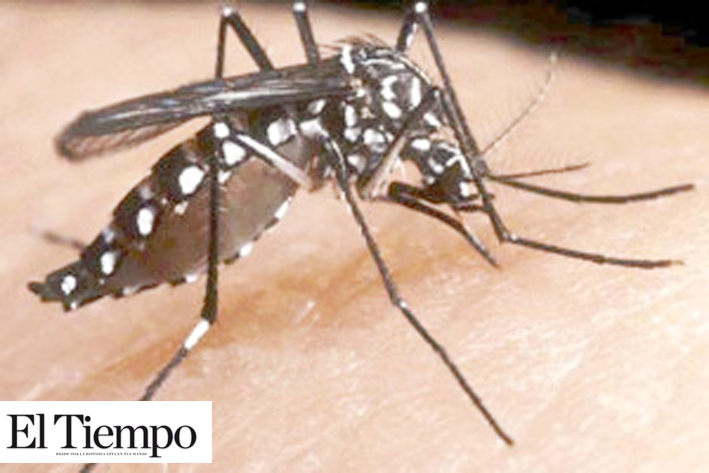 Reportan cero casos de dengue, zika y chikungunya